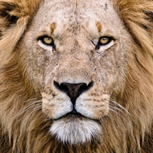 Je veux continuer à vivre de facon Royal comme un Lion !